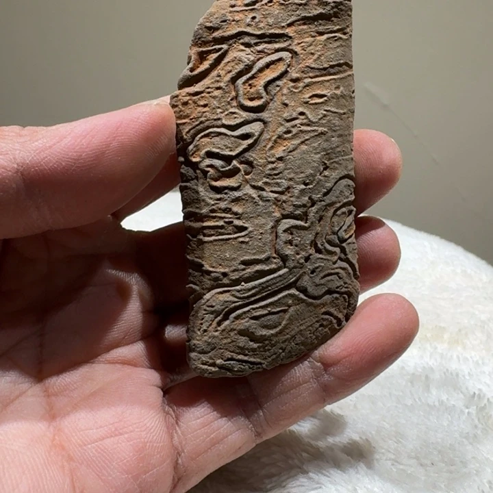 暗***号香榧木崖柏啊啊啊啊啊