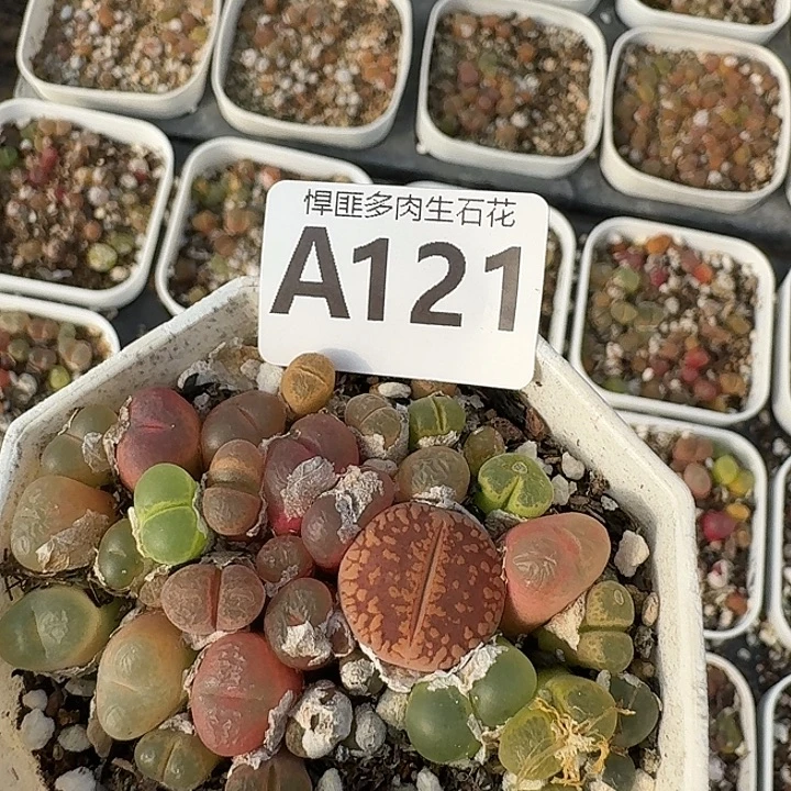 121多肉植物多肉植物