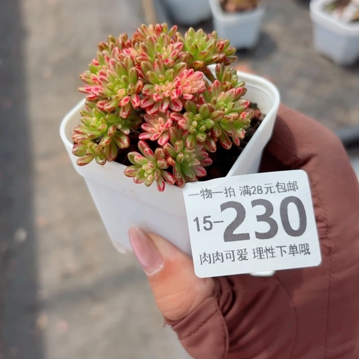 小人祭锦无盆土发货多肉多