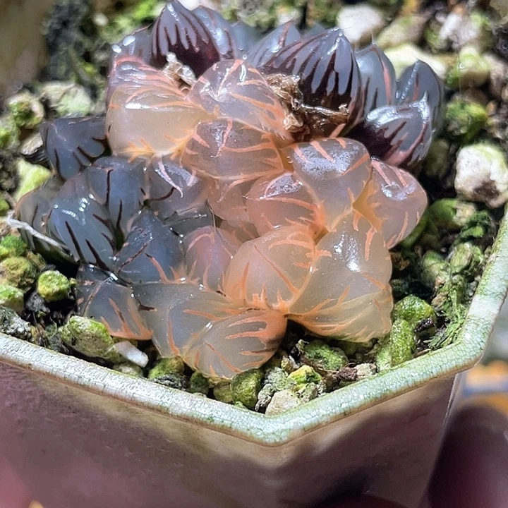 696双头糊斑水中月锦