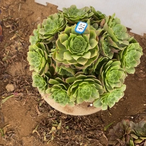 柠檬万圣节一物一拍