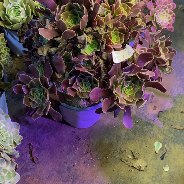 欧嘉丽多肉断头不包2736