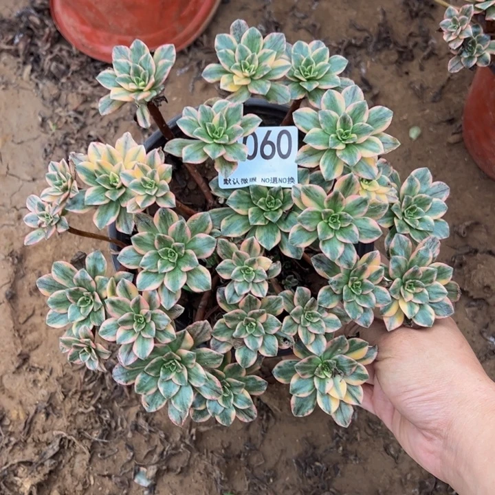 甜茶多肉植物060.