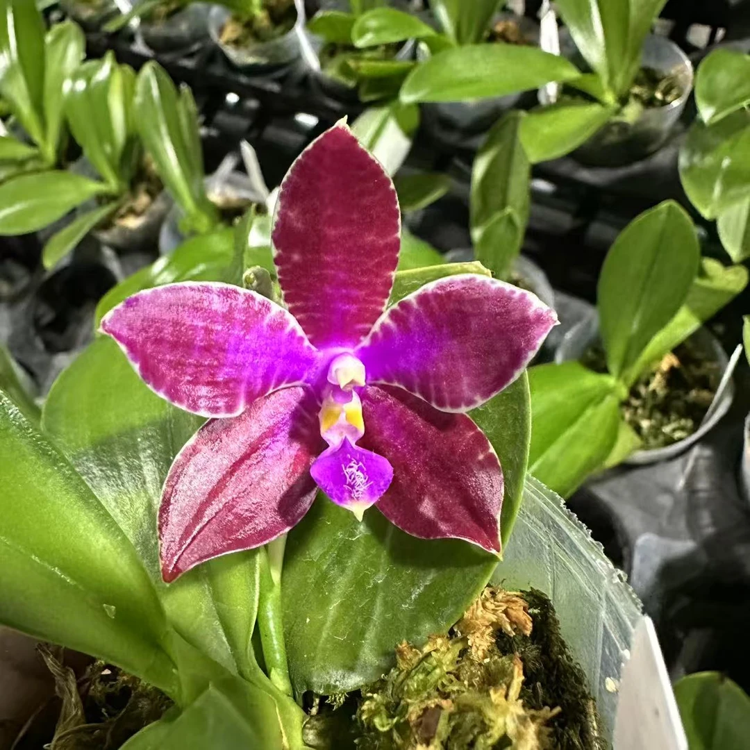 2.5寸 路德兄弟交-开花株  原生趣味 蝴蝶兰