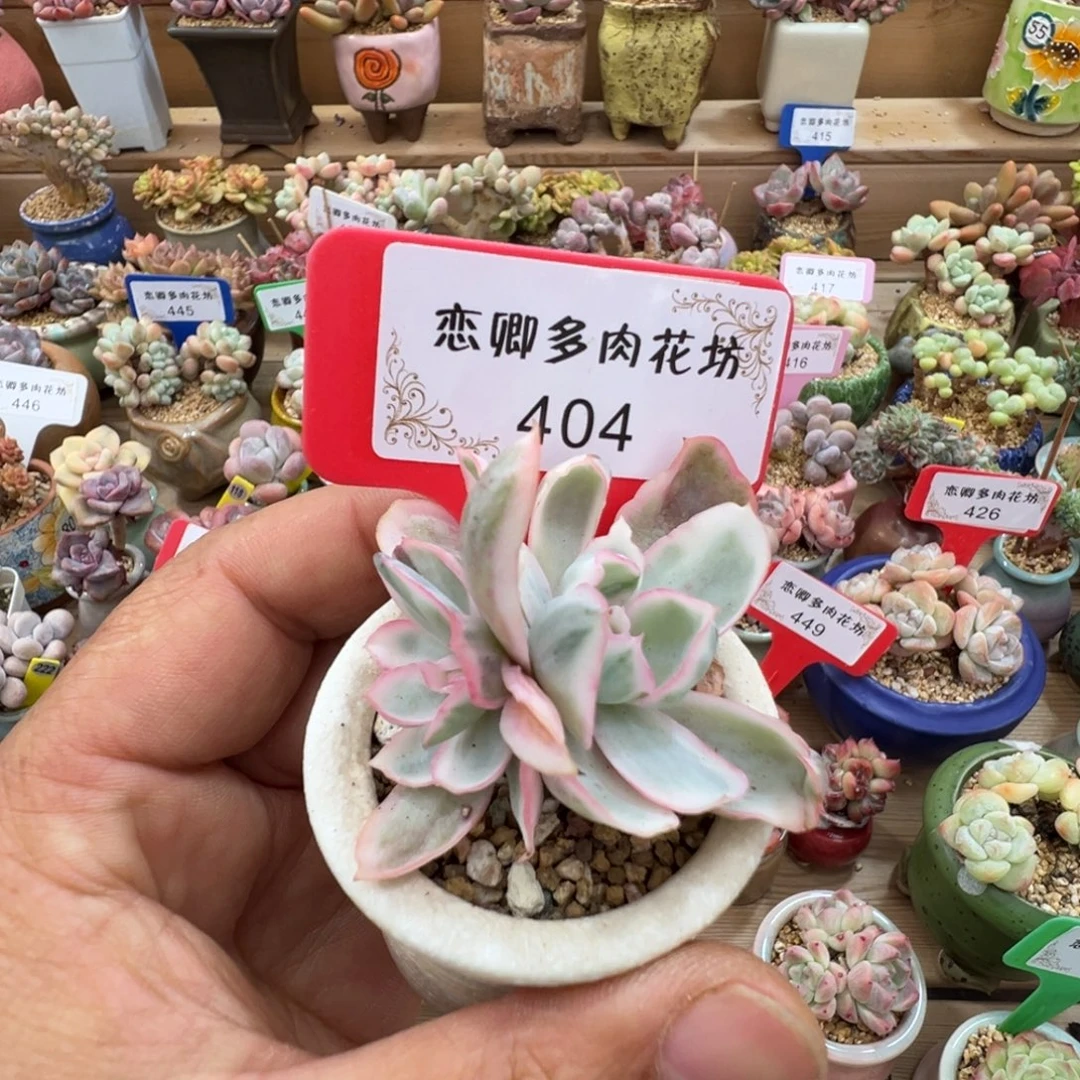 404伯克利锦老桩带盆土