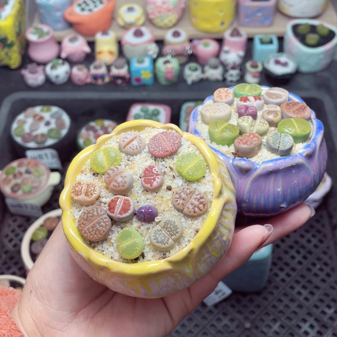 w8143 带盆土发货-零下地区拍保温箱