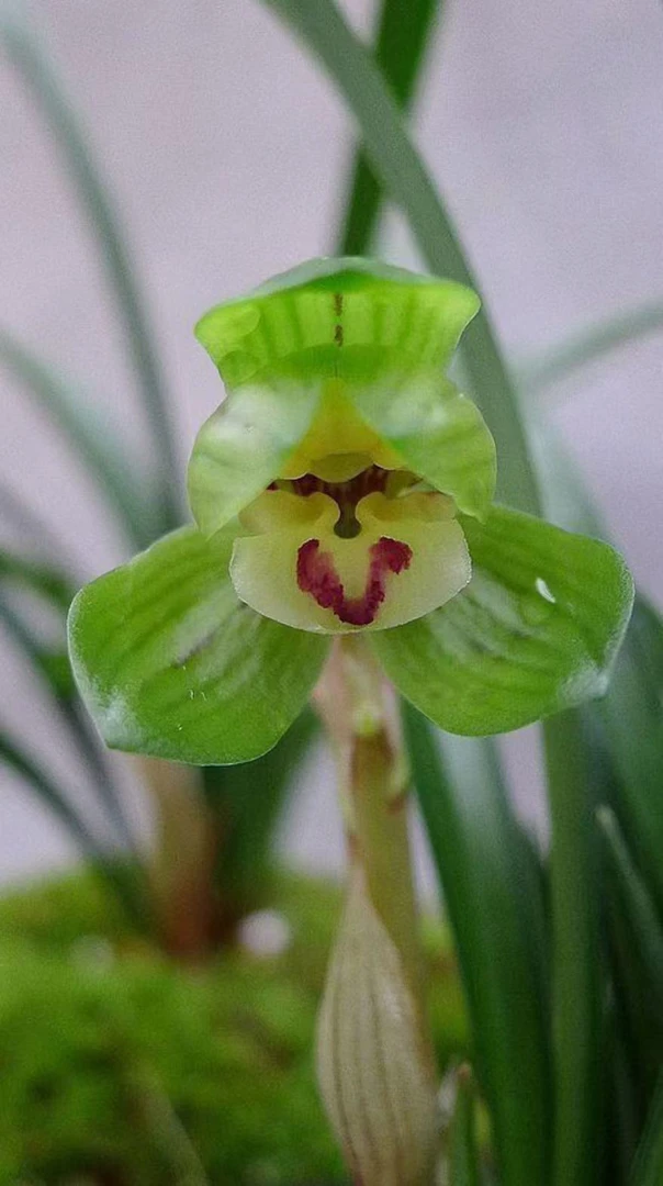 春兰（神荷）3苗连体特壮