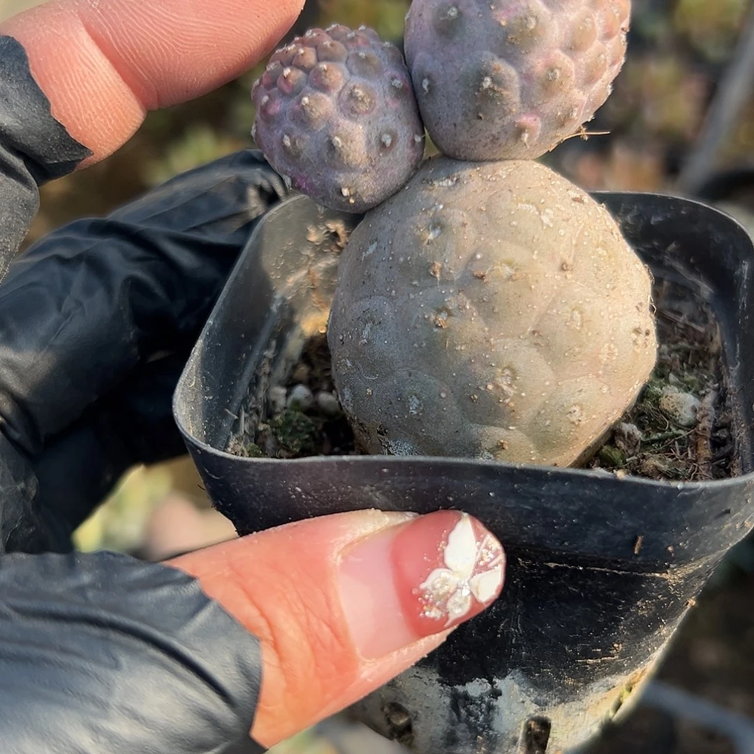 多肉植物米奇习志野