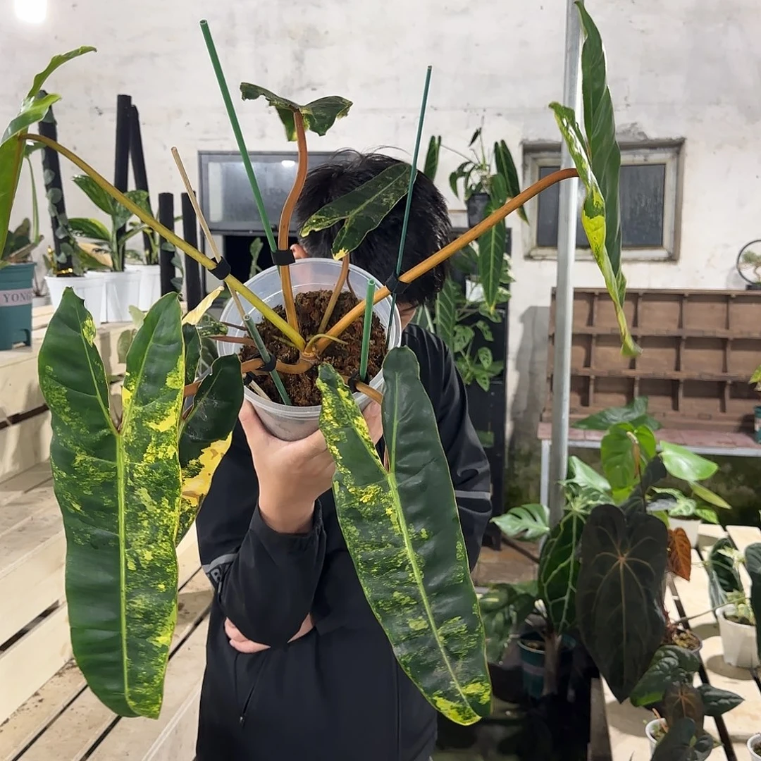 无花朵程炳锦蔓绿绒（八个叶子）