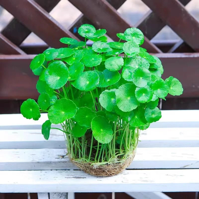 铜钱草植物盆栽室内小绿植花卉水养金钱草籽水生四季好养带叶