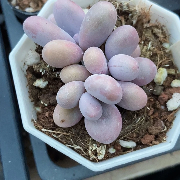 多肉植物蛋黄奶993