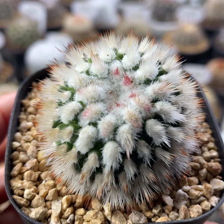 绯泉玉         侧芽自根