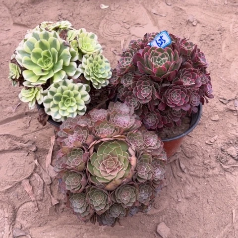 625多肉植物组合，