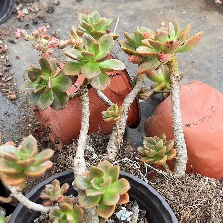 无花朵巧克力3盆。