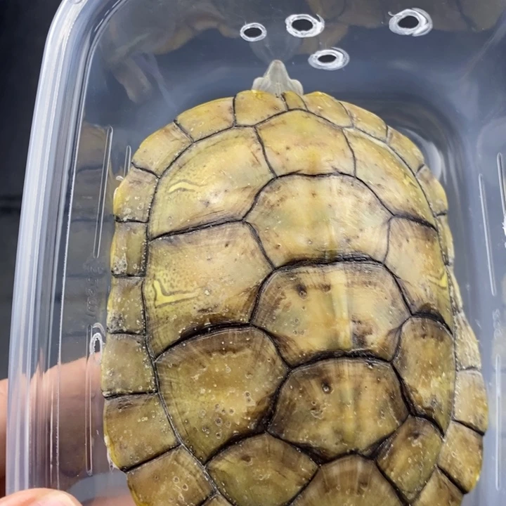 巴西彩龟母666666