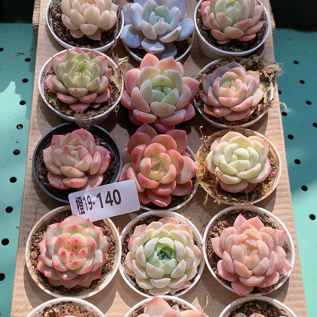 19-140一物一拍带盆18颗。