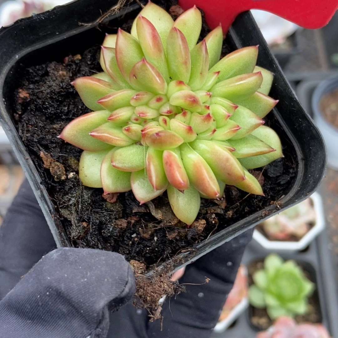 903红国王缀多肉植物