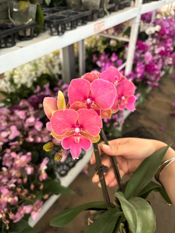 蝴蝶兰——[秋桐大舌头] 开花发货