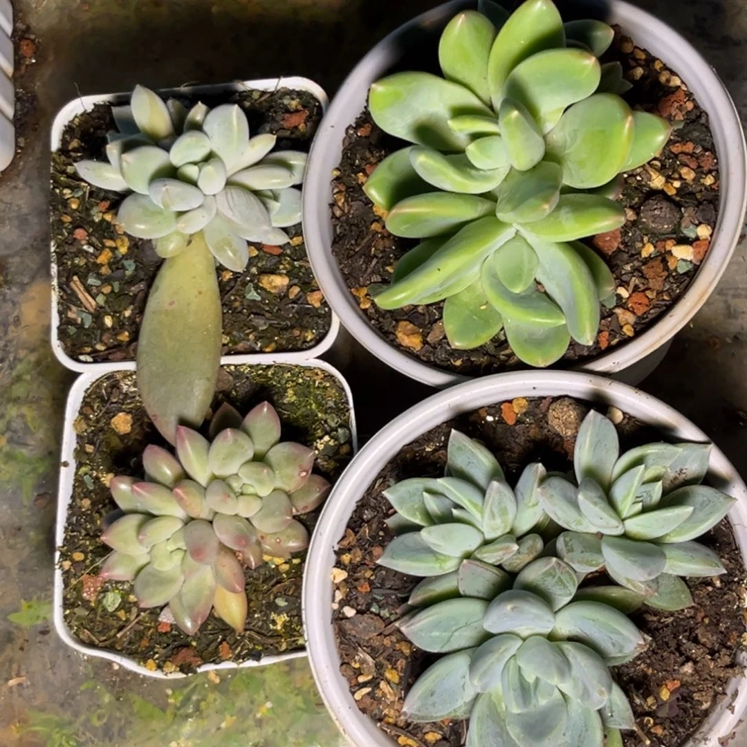 多肉植物美人组合1