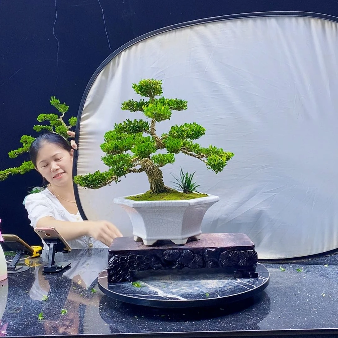 无花朵黄杨盆景造型