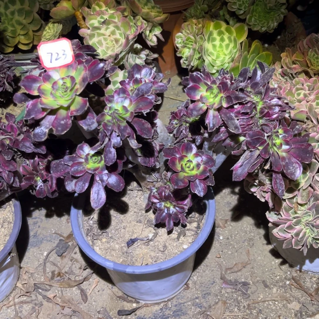 723多肉植物香奈儿缀化