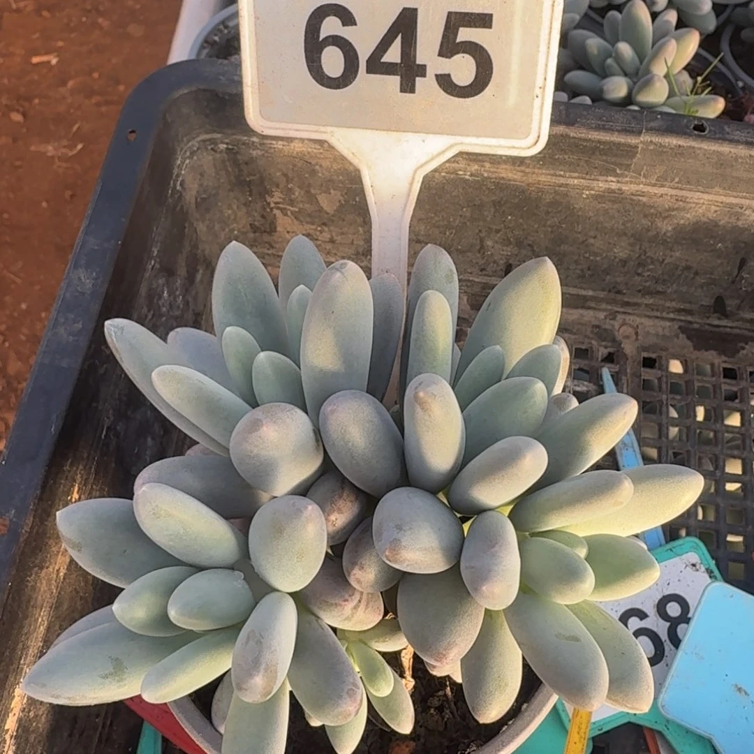 多肉短叶胖橙龙群生645