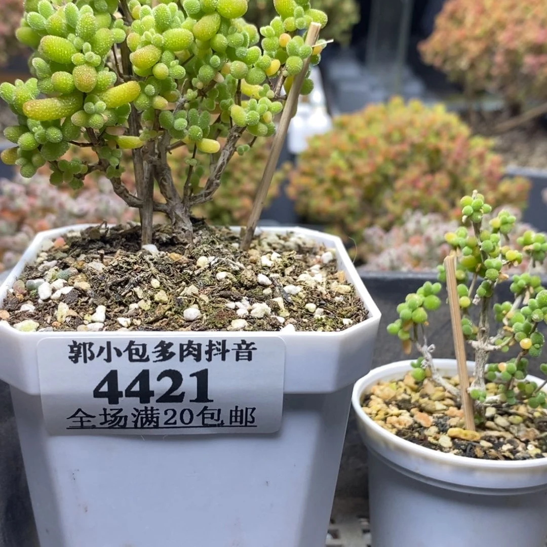 ?*组合4421枝干番杏