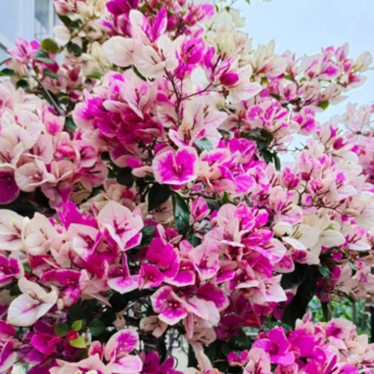 78(一物一拍)三角梅阳台盆栽庭院垂丝飘枝爬藤植物