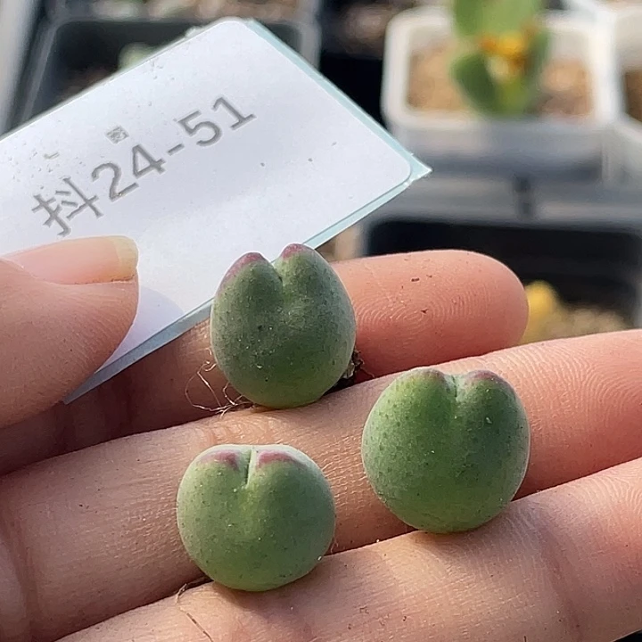 嗯***哼24-51肉锥多肉植物