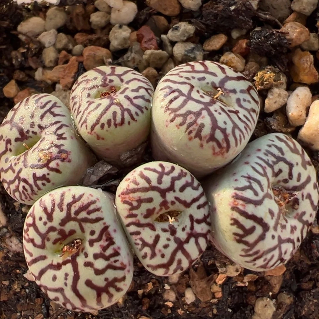 841多肉植物种类多样