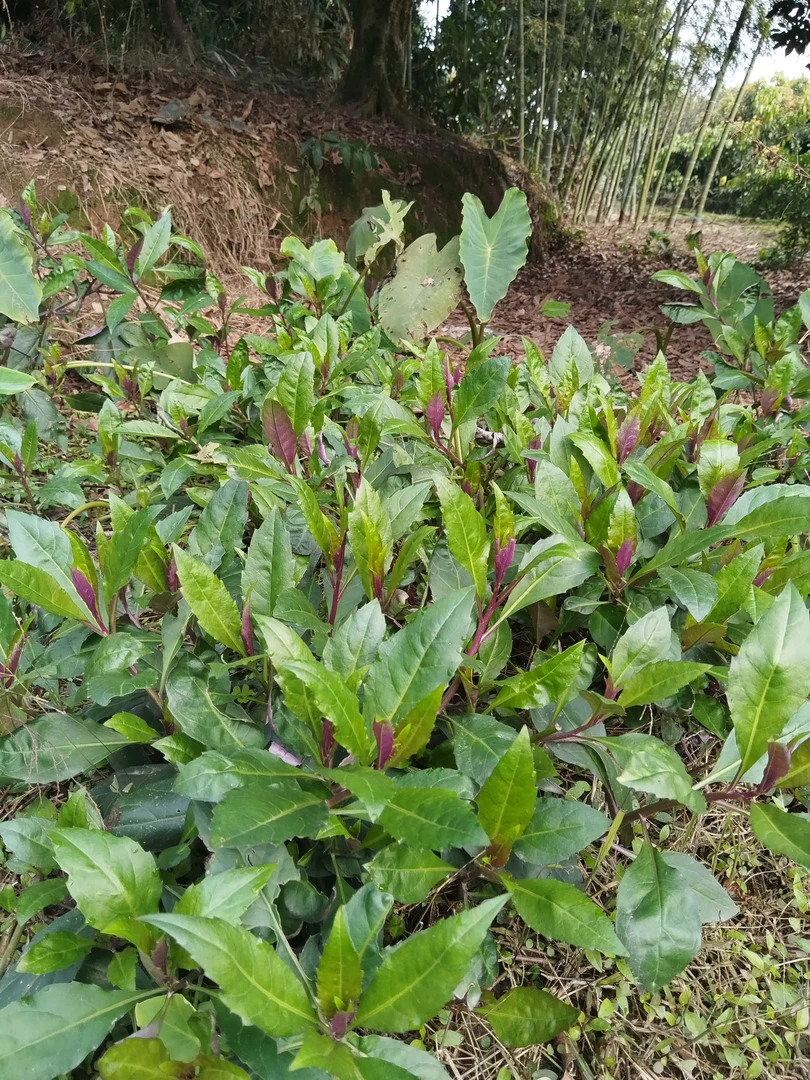 紫背菜血皮菜补血蔬菜新鲜现摘川渝特色孕妇月子餐农家紫背天葵