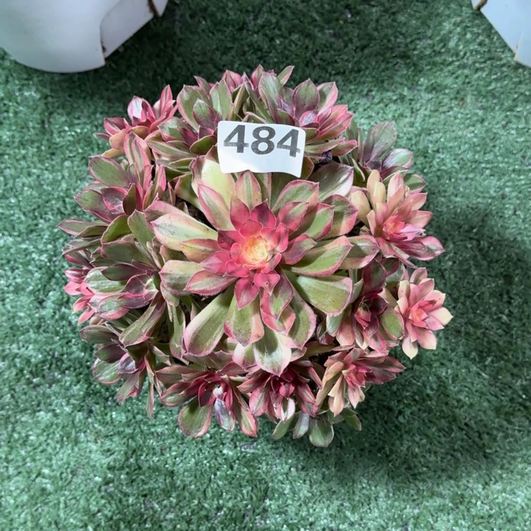 484！黑魔锦法师多肉植物