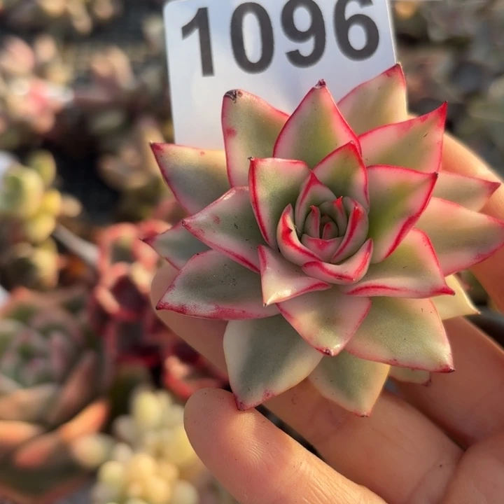 多肉植物满18包邮当场凑单