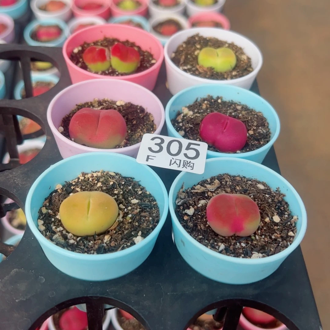 H**-我很喜欢这个F305