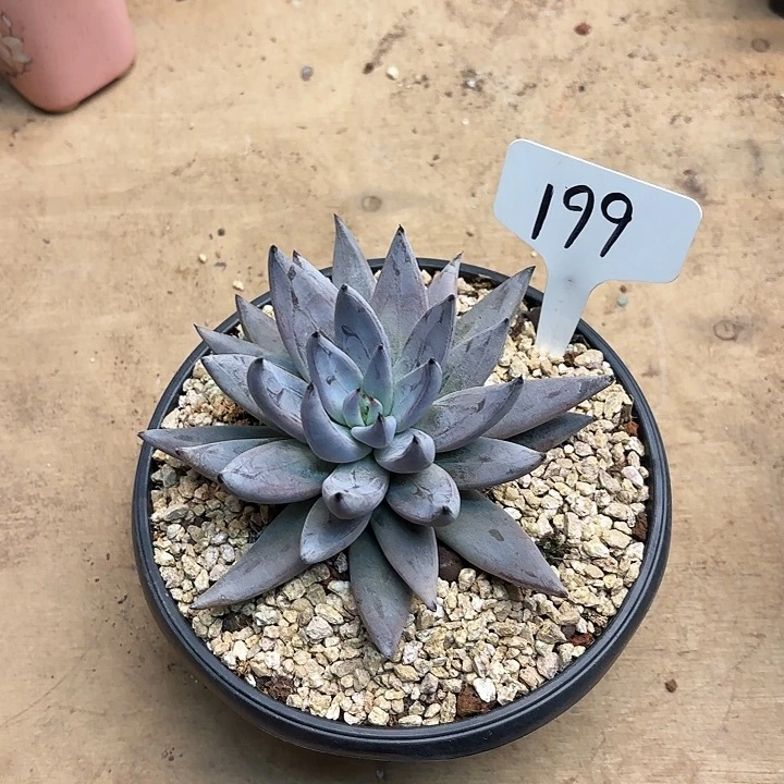 多肉植物，魔爪199号