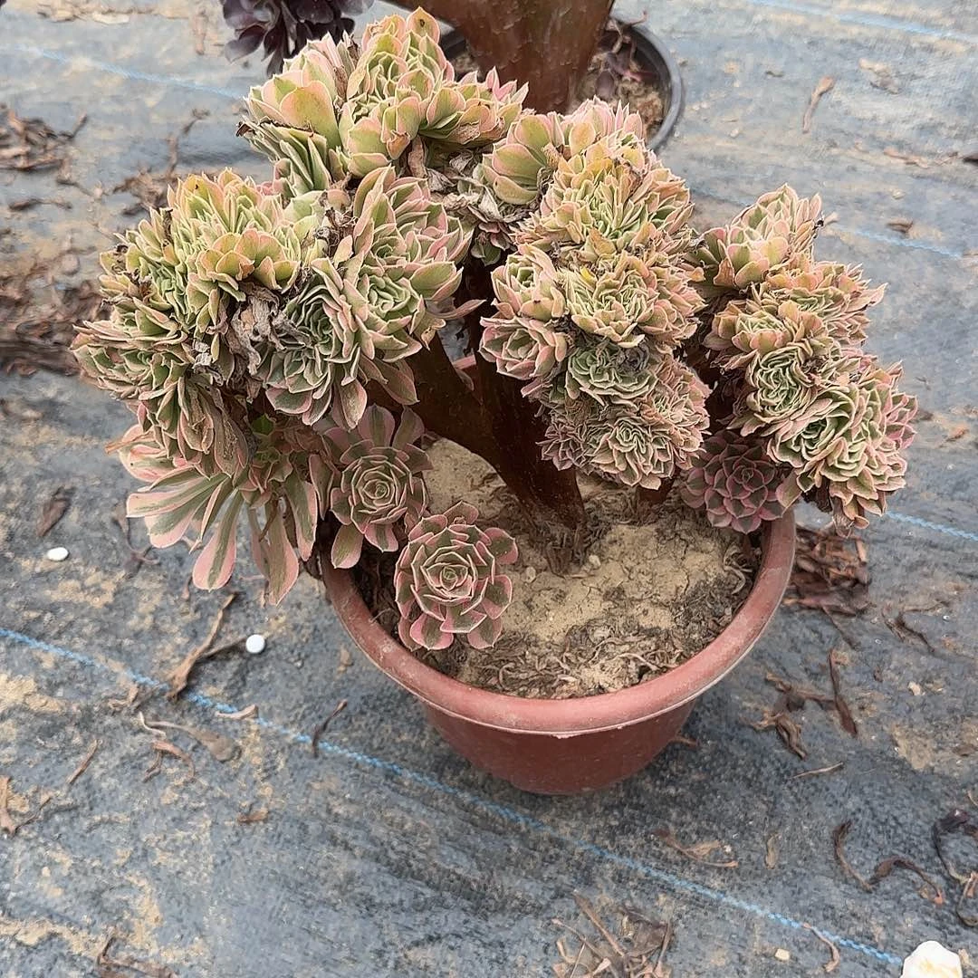 *****女巫修护他她咯哦哦哦