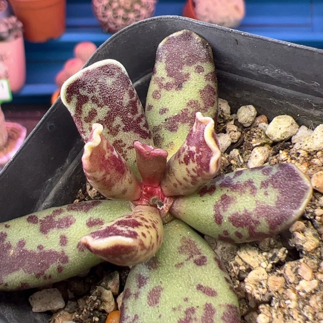 紫库博随机一棵