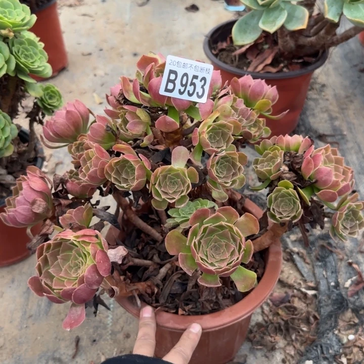 赤焰莲……多肉植物……