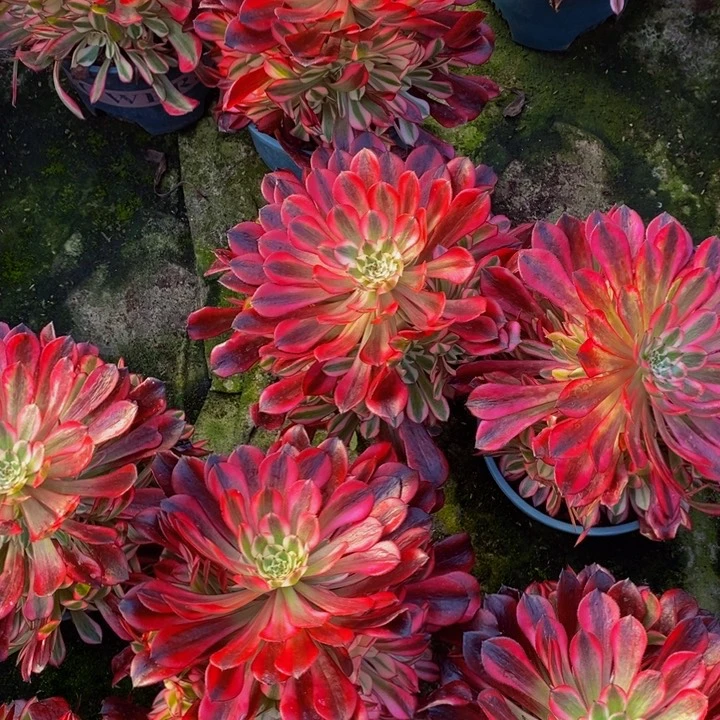 红彤白多肉多肉1颗