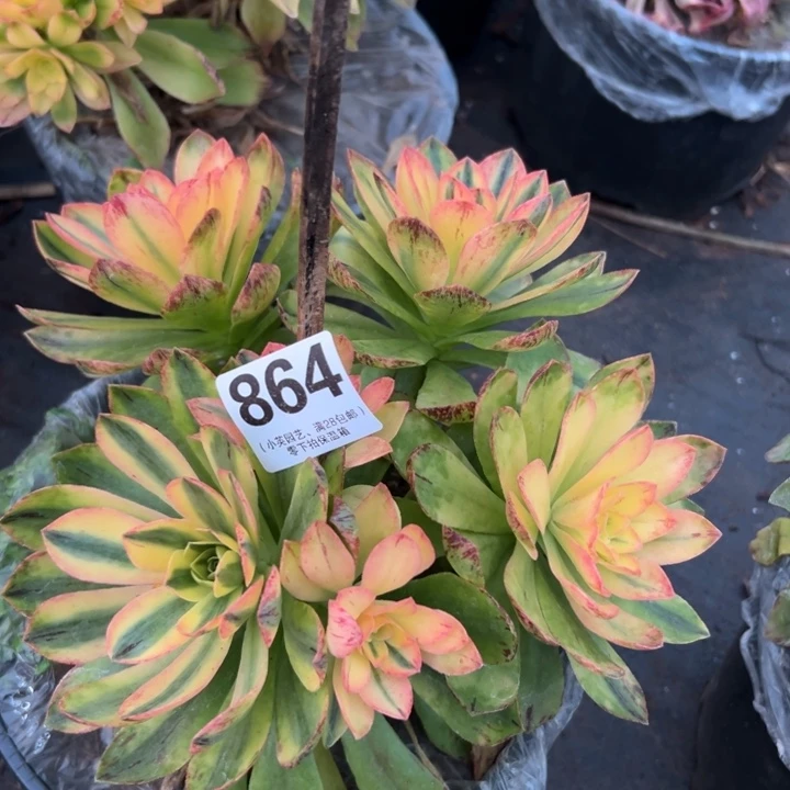 海*864多肉植物荷花