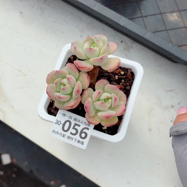 白底香草无盆土发货多肉多