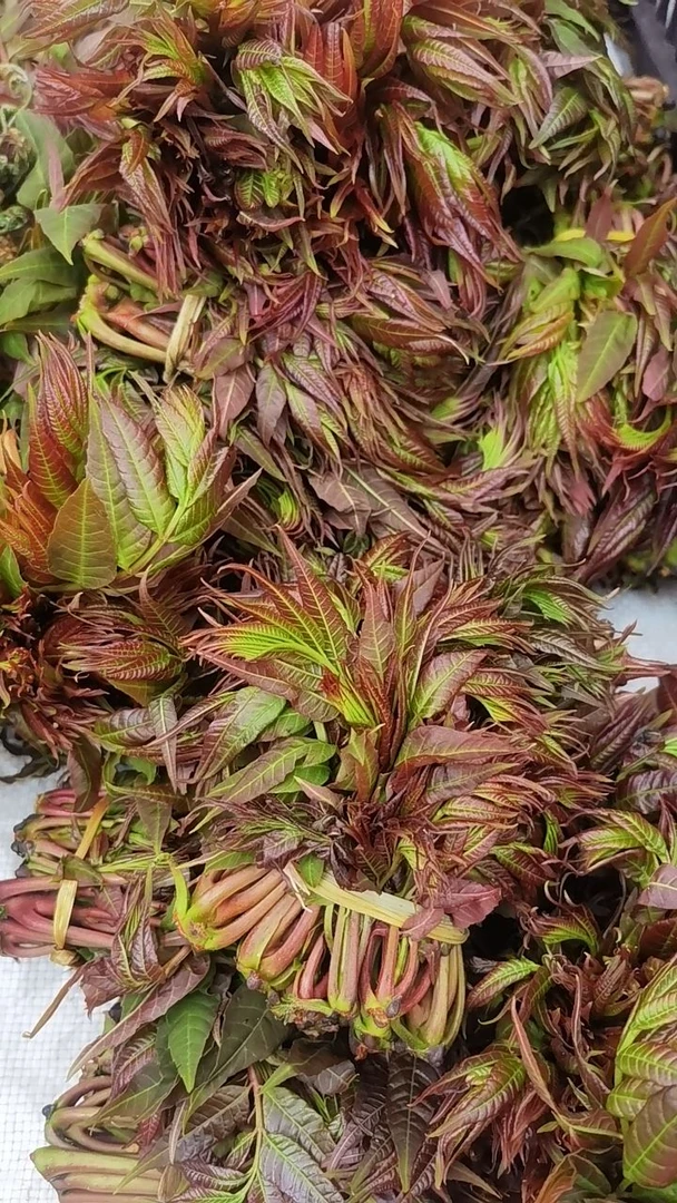 云南丘北高山香椿6把装