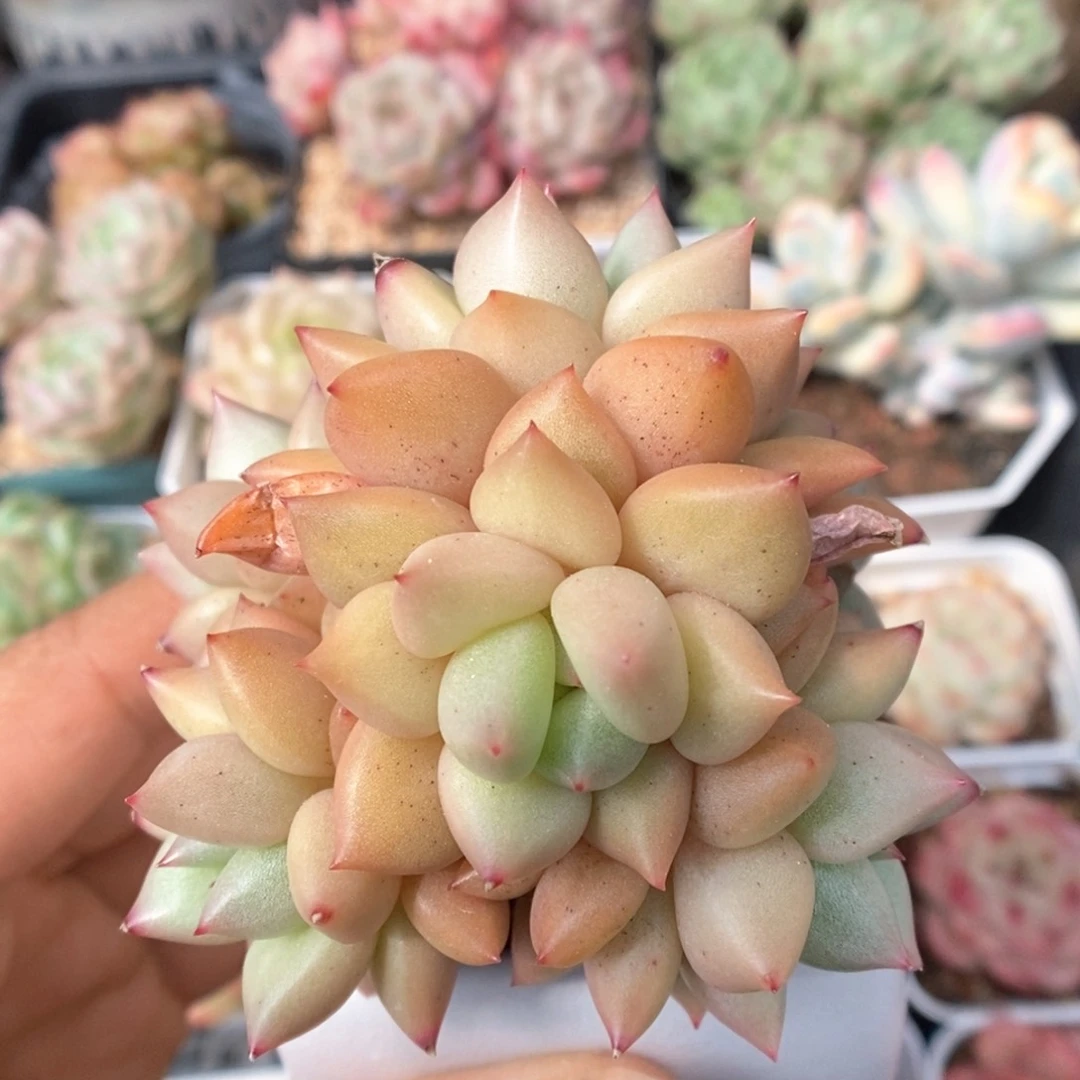 黄金象牙群生可拍。