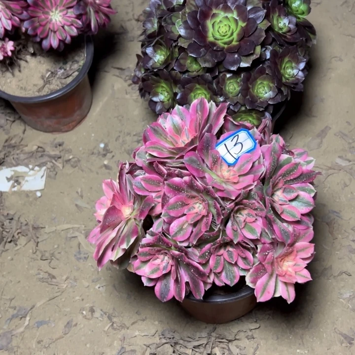 多肉植物断枝不包13