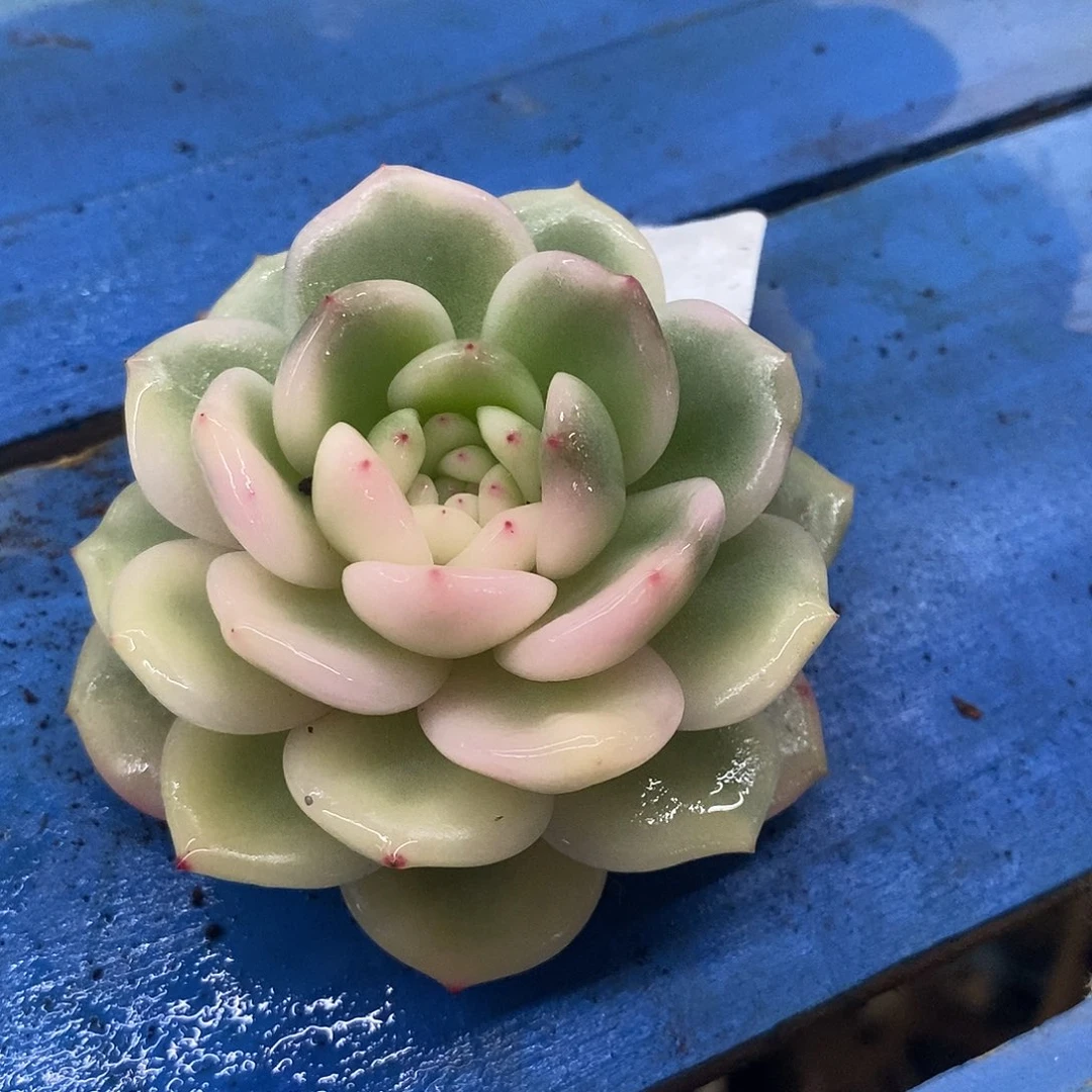 7069星影锦多肉植物哇啦塞