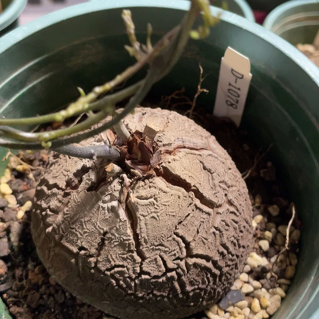 1078号龟甲龙不退不换