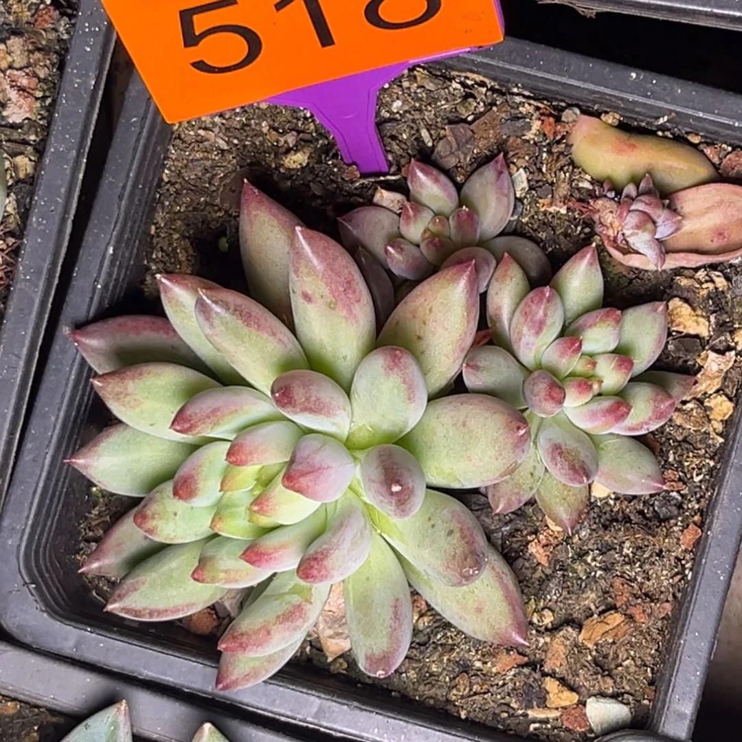 多肉植物岩字美人518