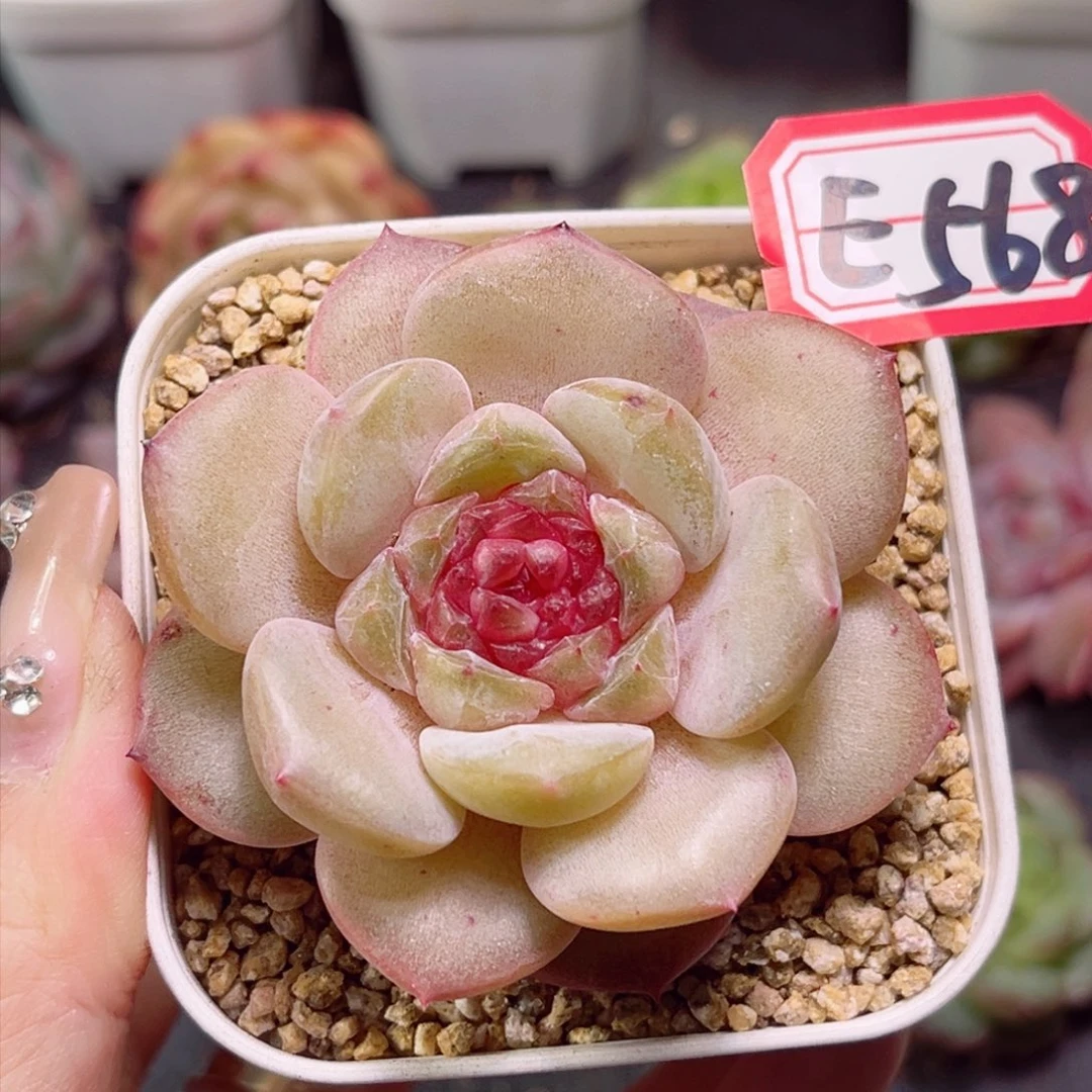 E568 糯米甜酒一物一拍