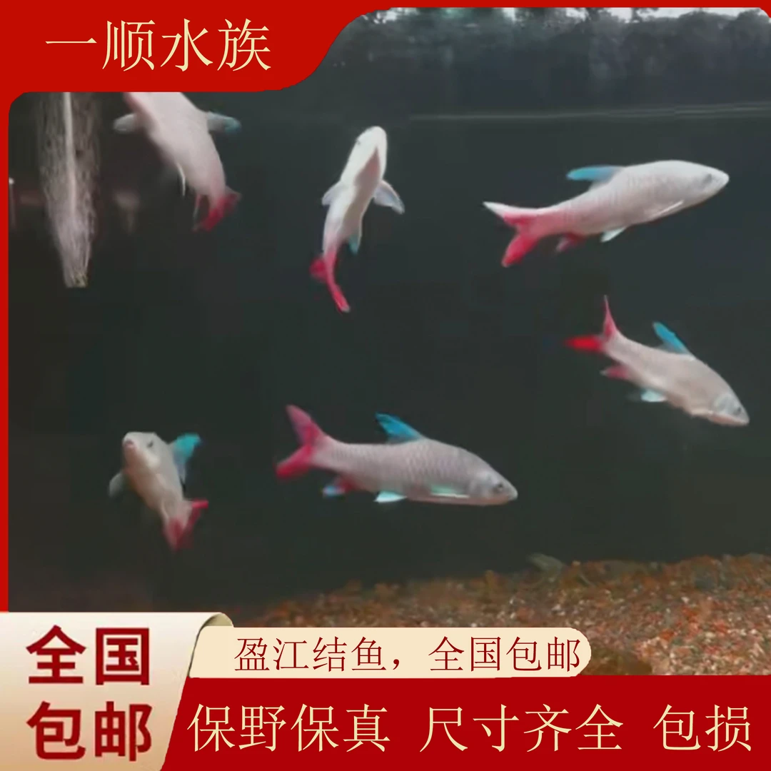 非洲蓝彩虹吉罗鱼