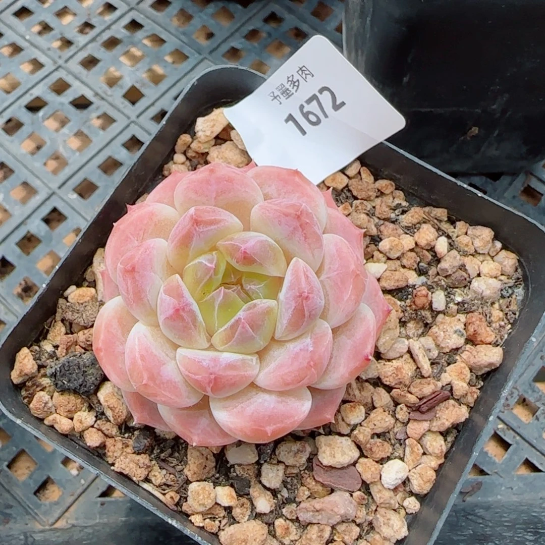 冰魄，1672多肉植物